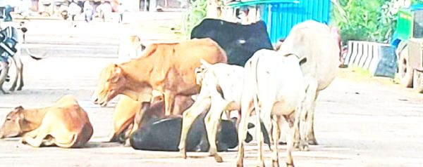 मवेशियों की जमावड़े से स्थिति बिगड़ी  ट्रैफिक जाम, सडक़ दुर्घटनाओं में भी बढ़ोतरी