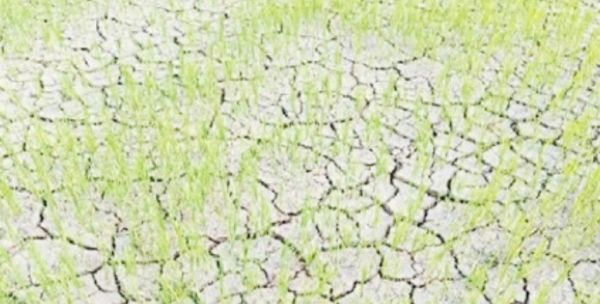 सावन की विदाई से संकट  की आहट, खेतों में दरार
