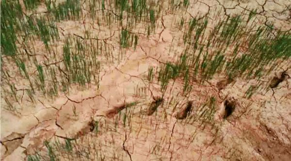 कम बारिश से धान की फसल को नुकसान की आशंका