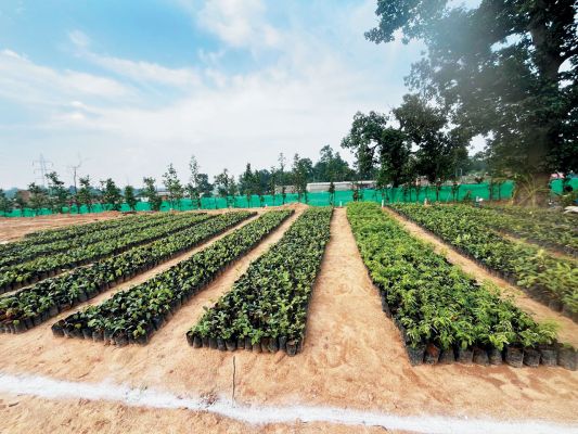 परसा खुली खदान में उद्यानिकी नर्सरी का उद्घाटन