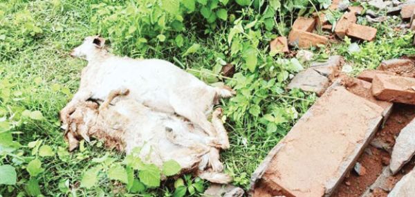  आंधी-तूफान, बारिश से कई पेड़ धराशायी, बकरियों की मौत