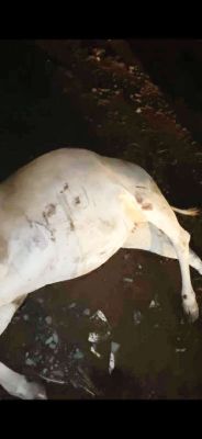 बस ने 3 मवेशियों को रौंदा, 2 की मौत