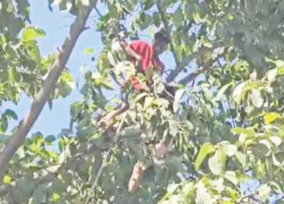 मानसिक रूप से कमजोर महिला चढ़ी पेड़ पर, ढाई घंटे की मशक्कत के बाद उतारा