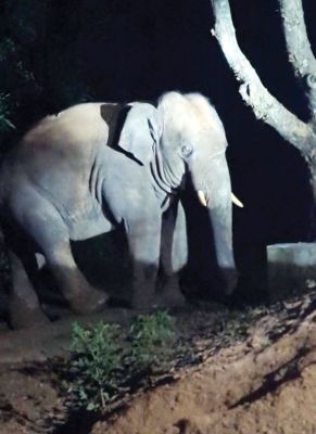 हाथी ने वृद्ध को कुचल मार डाला