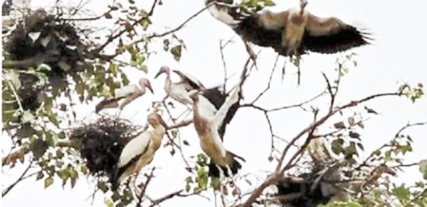 विदेशी मेहमानों की संख्या हुई कम, बारिश पर विराम लगने की आशंका