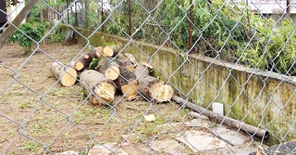 बेखौफ पेड़ों की कटाई, प्रशासन मौन