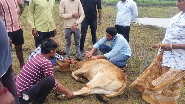 क्रूरता की तमाम हदें पार, मवेशियों का कहीं पैर काटा तो करंट से भी मौतें