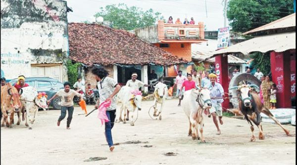 बैल दौड़ स्पर्धा में रमेश की बैल ने मारी बाजी