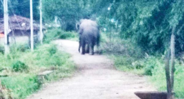 हाथियों का आतंक, प्रतापपुर में दो दंतैल मचा रहे उत्पात, किसान परेशान