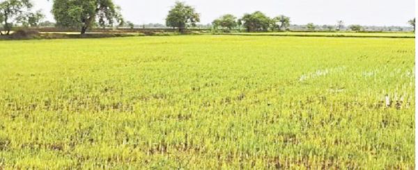 435 करोड़ का कर्ज लेकर खेती कर रहे किसान, बारिश व खाद ने बढ़ाई चिंता