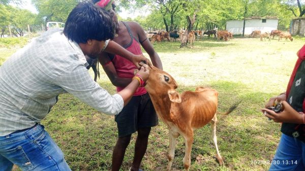 सरखोर में पशु चिकित्सा शिविर , मवेशियों का टीकाकरण