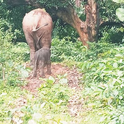 घरघोड़ा के जंगल में हाथी शावक का जन्म