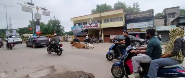 मुख्य मार्गों के बाद अब कॉलोनियों की गलियोंं भी मवेशियों का ठिकाना
