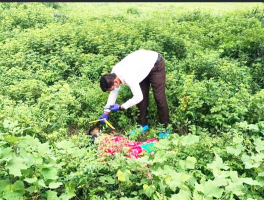 सडक़ किनारे झाड़ी में  मिली वृद्धा की लाश