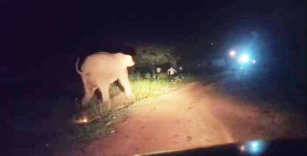 गुस्साए हाथी ने युवक को  पटका, मित्र दल ने बचाया