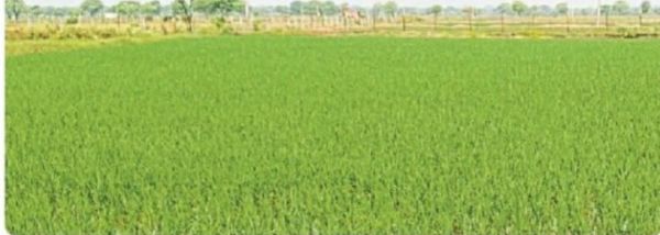 बेमेतरा को अकाल ग्रस्त घोषित करें, फसल नुकसान के लिए दें क्षतिपूर्ति-किसान संगठन