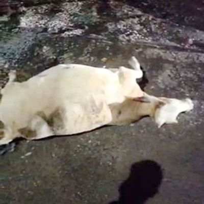 तेज रफ्तार ट्रेलर ने मवेशियों को रौंदा,  एक की मौत, चक्काजाम