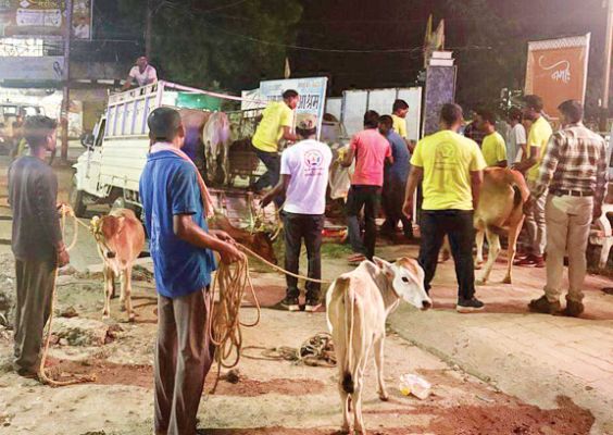 11 मवेशियों को रेस्क्यू कर बासेन गौ सेवा आश्रम में लाया