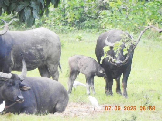 राजकीय पशु के लिए बारनावापारा बना अनुकूल, वन भैंसों की संख्या में हुई वृद्धि