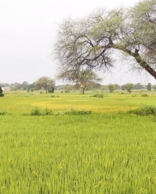 धान के फसलों में कीट प्रकोप से किसान परेशान