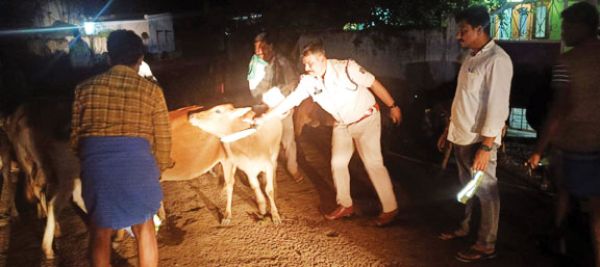 सडक़ दुर्घटनाओं से मवेशियों की सुरक्षा के लिए नगरनार पुलिस की पहल