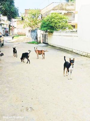 भाजपा पार्षद से लोग निराश