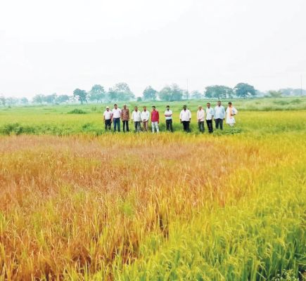 धान फसल में कीट प्रकोप, किसान परेशान