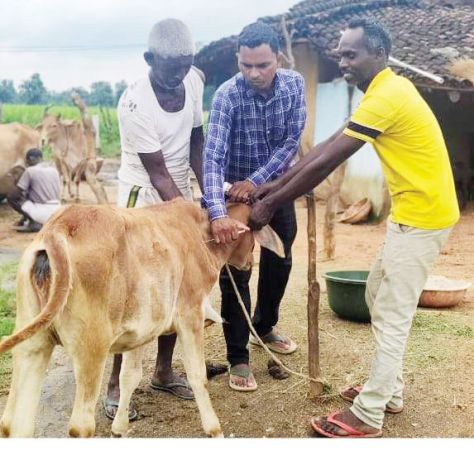 एफएमडी टीकाकरण अभियान जारी