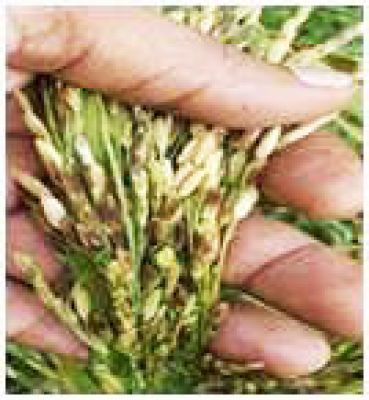 बढ़ती उमस से खरीफ फसलों में रोग व कीट लगने की आशंका बढ़ी