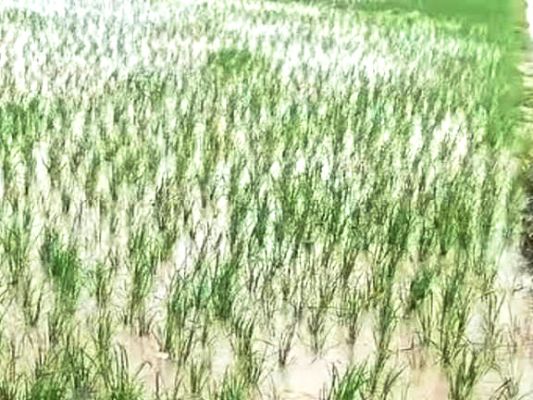 असमय बारिश: धान पर भूरा माहो और ब्लास्ट का प्रकोप, सब्जियों की खेती भी प्रभावित