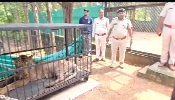 दो माह से जंगल सफारी में बीमार बाघिन को वन्तरा अस्पताल भेजा गया