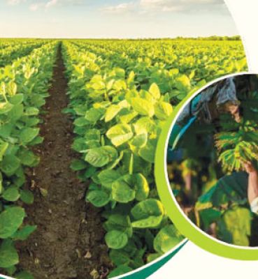 धान खरीदी के लिए एग्रीस्टैक पोर्टल में किसानों का पंजीयन 31 तक