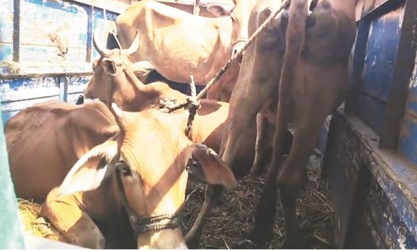 मवेशी संग पकड़ाया तस्कर, छुरिया पुलिस ने महाराष्ट्र के आरोपी को वाहन समेत पकड़ा