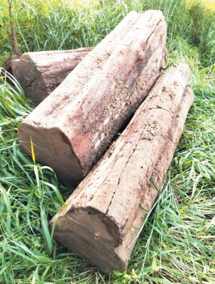  सागौन के तीन गोले जब्त