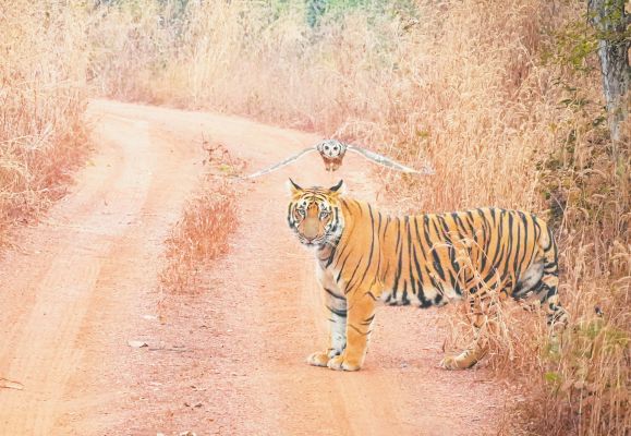 वाइल्डलाइफ फोटोग्राफी स्पर्धा में अश्विनी तिर्की ने मारी बाजी