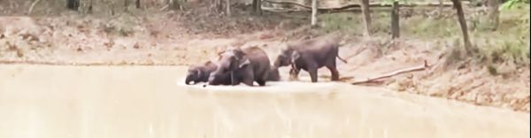 बलौदाबाजार में हाथियों का स्थायी  दल, वन विभाग कर रहा निगरानी