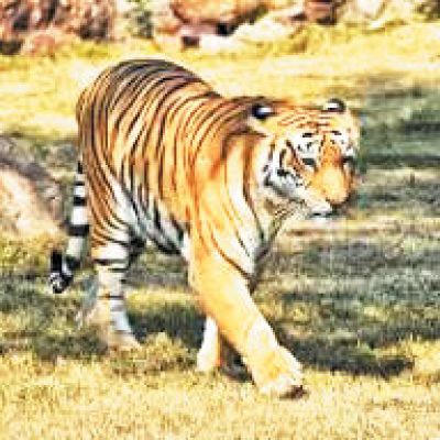 जंगल सफारी के बाघिन की गुजरात में मौत, जांच की मांग उठी