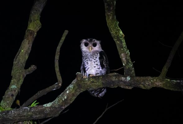 उदंती-सीतानदी टाइगर रिजर्व में दुर्लभ तितलियों और पक्षियों की मौजूदगी दर्ज