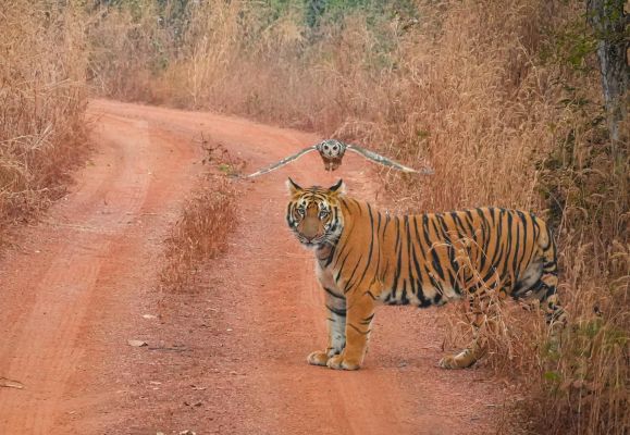 बलौदाबाजार वन मंडल ने आरोपों को किया खारिज फोटो और वीडियो को बताया प्रमाणिक