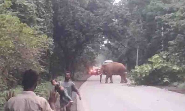 हाथी को सडक़ पर देख उड़े होश बच्चे के साथ भागकर बचाई जान