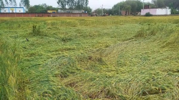 बारिश से फसल डूबी, कीट का भी प्रकोप, अन्नदाता चिंता में