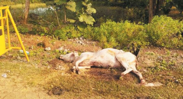 दुर्घटना के बाद मवेशी को 30 घंटे तक उपचार नहीं मिला