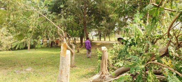 विद्युत लाइन रखरखाव के नाम पर काटे जा रहे हरे-भरे पेड़