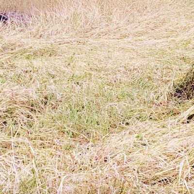 बाढ़ प्रभावित किसानों  को मिला मुआवजा