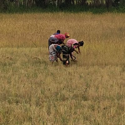 बारिश से धान कटाई पर असर