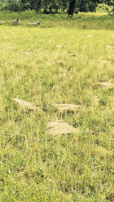 धान कटाई और मिंजाई में तेजी