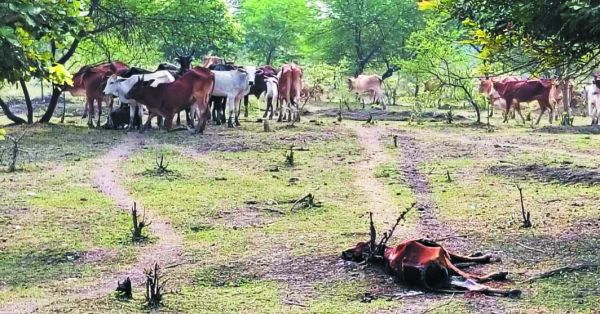 मानव निर्मित जंगल में न चारा, न पानी, तड़प-तड़प कर मर रहे मवेशी
