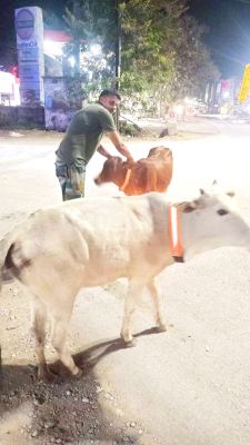 आवारा पशुओं के गले में बांध रहे रिफलेक्टर बेल्ट