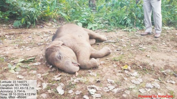तालाब में नहाते हाथी शावक की मौत