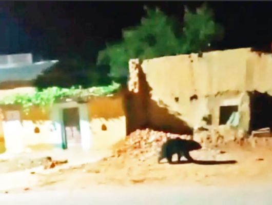 जंगल से लगे गांवों में रात को आता है भालू